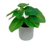 PLANTA DECORATIVA CACTUS LYRIS