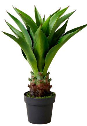 PLANTA DECORATIVA AGAVE