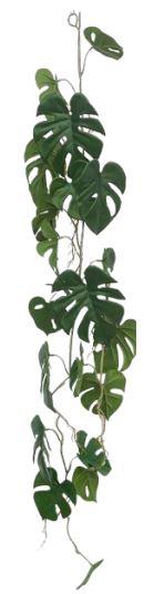 PLANTA DECORATIVA MONSTERA ENREDADERA