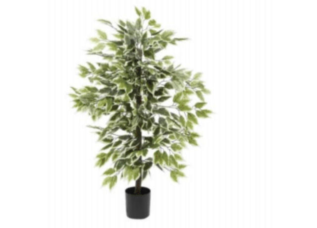 PLANTA FICUS SP