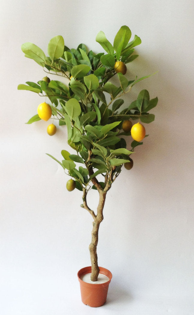 ARBOL DE LIMON